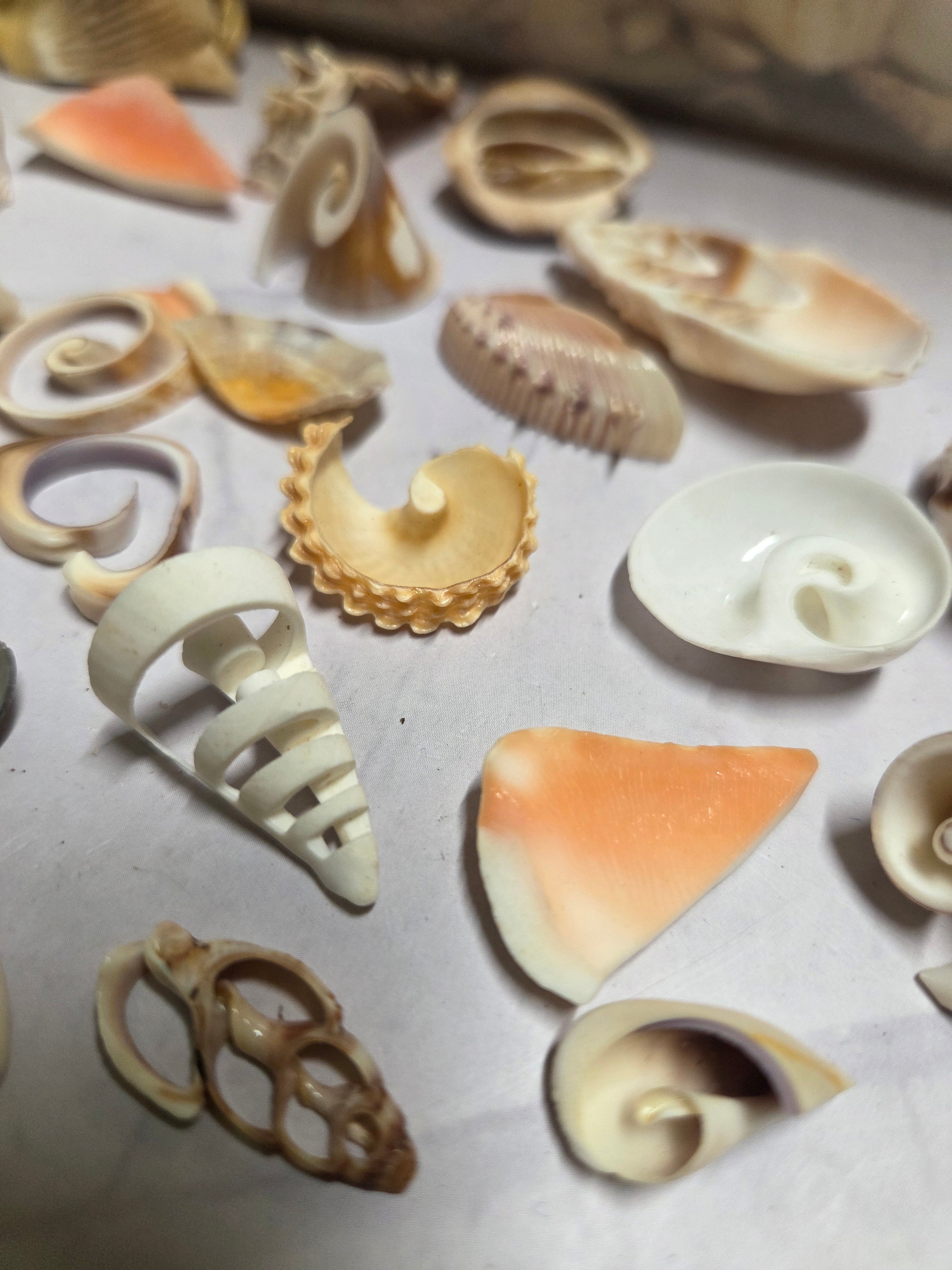 Mixed Assortment of Vintage Sliced Shells 4 oz for Crafts | Loving ...