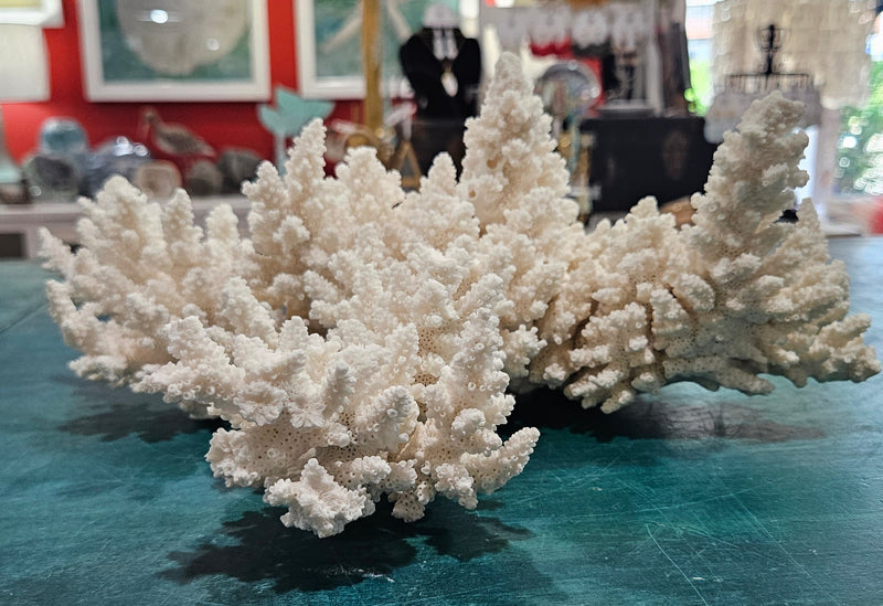 Large vintage white branch coral specimen measuring 13.5 inches displayed on a counter