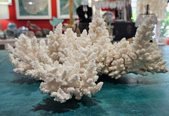 Large vintage white branch coral specimen measuring 13.5 inches displayed on a counter
