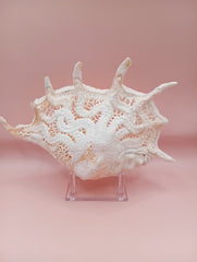 Hand-carved Lambis truncata shell with octopus design – 9.5 inches