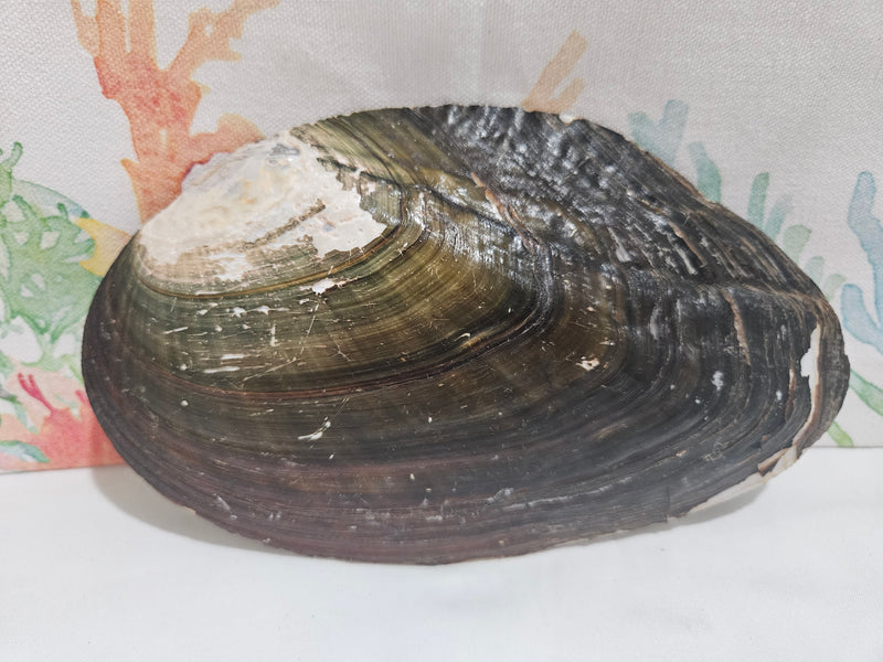 Giant Unpolished River Clam Seashell Shell