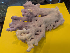 Purple Hydrocoral Fragment - 5x3.5x2