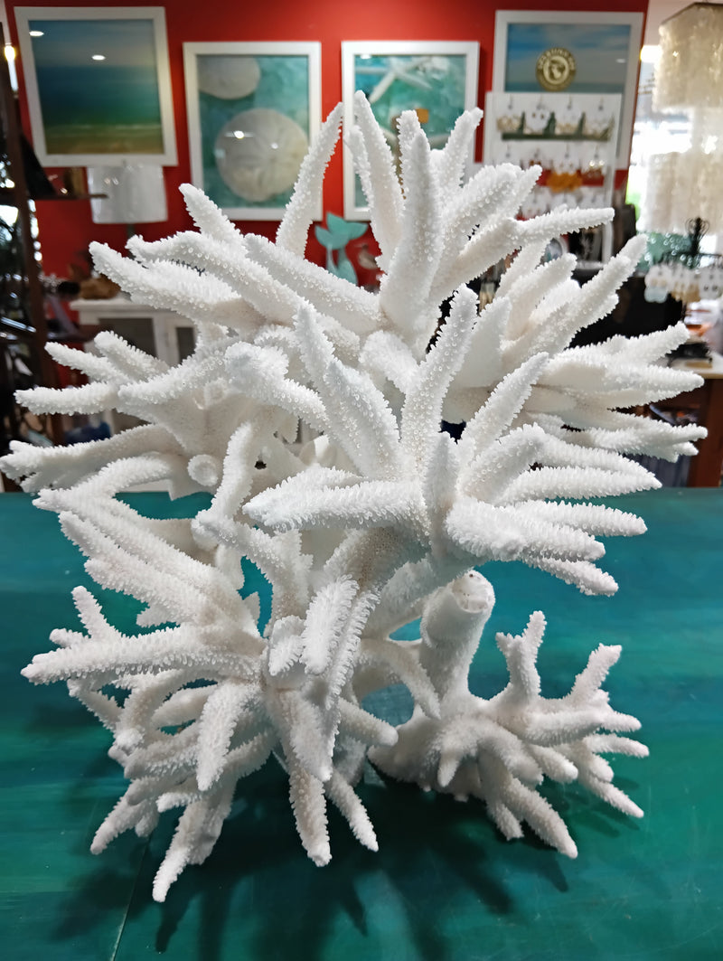 Large vintage white Staghorn coral with intricate branching structure displayed on teal surface.