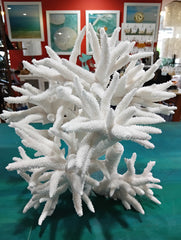 Large vintage white Staghorn coral with intricate branching structure displayed on teal surface.