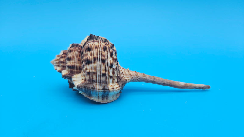  Bill Snipe shell with long tapered siphonal canal and dark brown ridges on a light cream base, placed on blue background