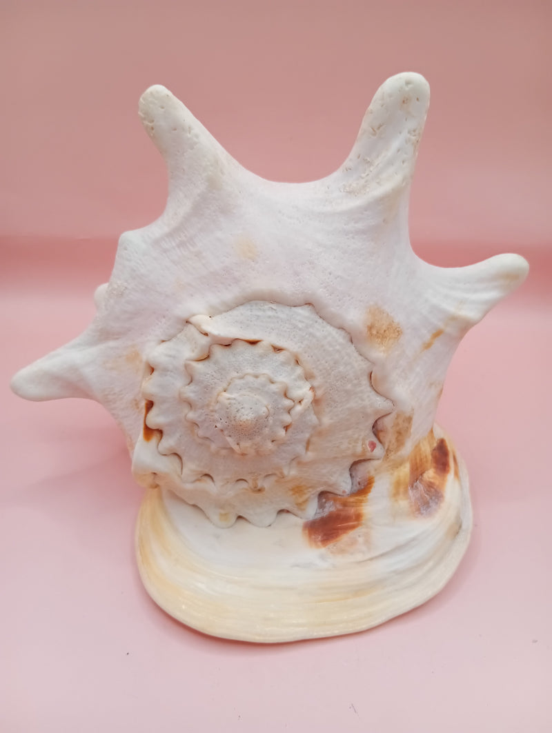 Hand Carved Yellow Helmet Shell with Religious Scene – 7.8 Inches