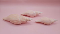 Set of three Fulgoraria nagouchii hyashi display shells in different growth stages