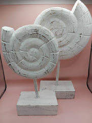 Natural Fossil Ammonite | Coastal Home Decor Fossils