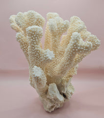 Vintage Cauliflower Coral Specimen 9
