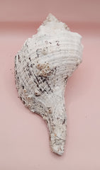Large white horse conch shell with barnacles, 11.5 inches long