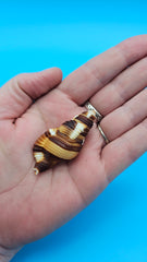  2-inch Cymatium flaveolum shell with brown and gold stripes for coastal décor display