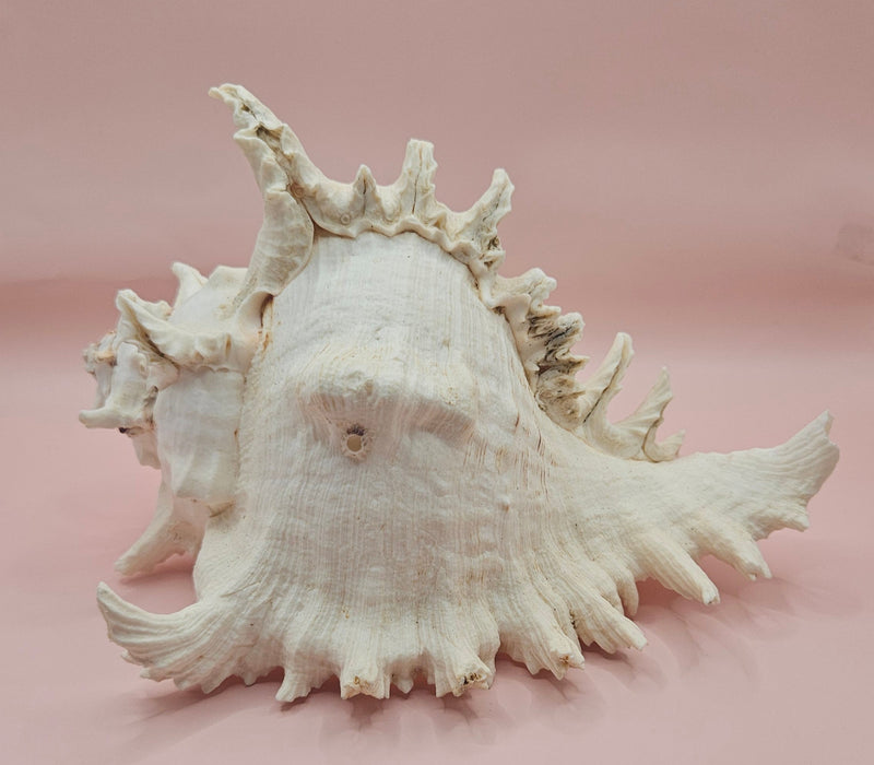 Murex Ramosus Conch – Large Spiny Seashell for Coastal & Nautical Decor 