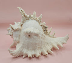 Murex Ramosus Conch – Large Spiny Seashell for Coastal & Nautical Decor 