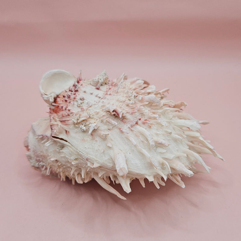 Stunning 5" hinged Spondylus shell in blush pink with long spines and natural texture—perfect for display in coastal or ocean-themed spaces
