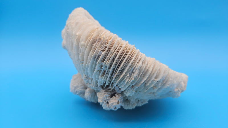 Vintage Mushroom Coral with Natural Growth – Ivory Coastal Specimen Decor 6.5" x 4"
