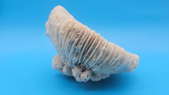 Vintage Mushroom Coral with Natural Growth – Ivory Coastal Specimen Decor 6.5