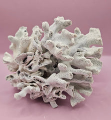 Vintage Blue Ridge coral specimen with natural textures