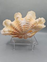 Squamosa clam shell pair, 7 inches wide, featuring natural ridges and textures