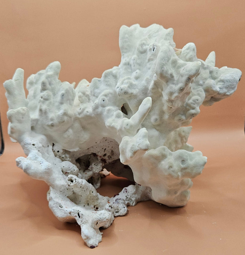 Natural fire coral specimen featuring intricate, textured formations and porous structure. Ideal for saltwater aquariums, reef tank displays, marine-themed home decor, or ocean-inspired crafts. This authentic coral rock adds a unique, organic touch to any setup. Perfect for collectors and aquarium hobbyists seeking natural reef elements. High-resolution image with a warm neutral background highlights the coral’s details and shape.