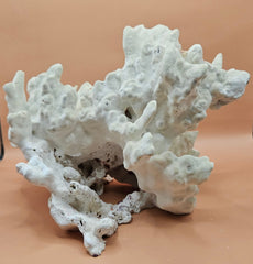 Natural fire coral specimen featuring intricate, textured formations and porous structure. Ideal for saltwater aquariums, reef tank displays, marine-themed home decor, or ocean-inspired crafts. This authentic coral rock adds a unique, organic touch to any setup. Perfect for collectors and aquarium hobbyists seeking natural reef elements. High-resolution image with a warm neutral background highlights the coral’s details and shape.
