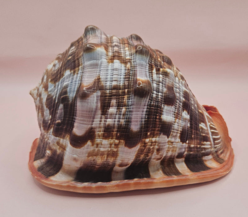 Bullmouth Cameo helmet shell with peach interior and textured dark outer ridges, measuring 7x5x4 inches