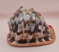 Bullmouth Cameo helmet shell with peach interior and textured dark outer ridges, measuring 7x5x4 inches