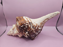 Melanistic horse conch shell with operculum