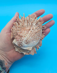  spiny Spondylus shell pair with purple tones, shown open and closed on bright blue background