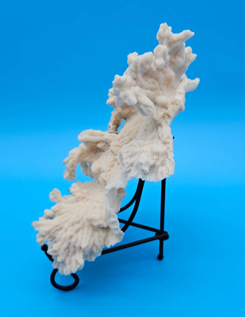 Merulina coral with ruffled fan shape and soft ivory texture on blue background