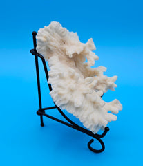Merulina coral with ruffled fan shape and soft ivory texture on blue background