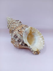  Natural Frog Conch Shell – side view with textured spines