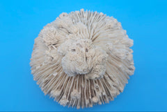 Vintage Mushroom Coral with Natural Growth – Ivory Coastal Specimen Decor 6.5