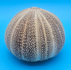 English Channel urchin shell 5x4 brown and cream textured sea shell for coastal display