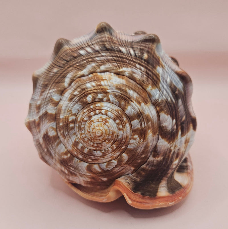 Bullmouth Cameo helmet shell with peach interior and textured dark outer ridges, measuring 7x5x4 inches