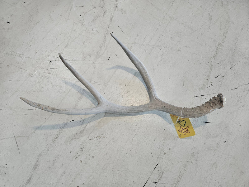 Natural elk antler, size 18-19 inches, showcasing rustic textures