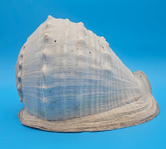 Large Queen Helmet display shell for coastal home decor - premium natural specimen