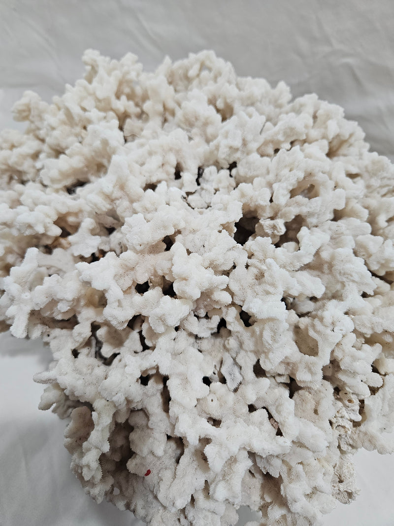 Merulina Coral 13.5"