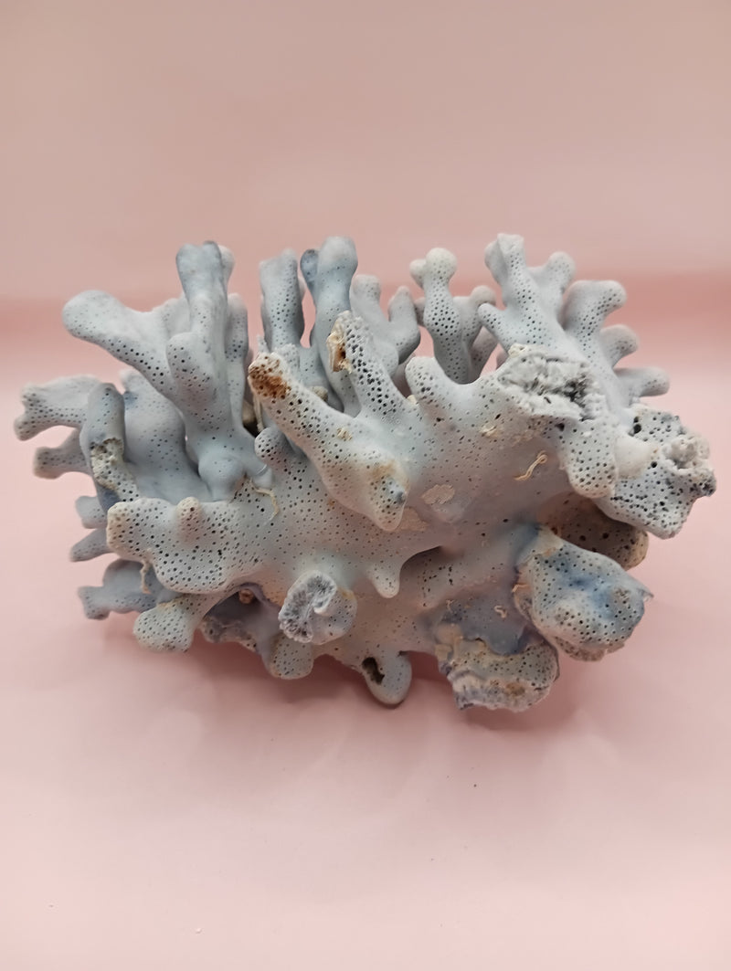 Vintage Blue Ridge Coral with blue-grey texture – 6.8 inch coastal display decor piece