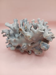 Vintage Blue Ridge Coral with blue-grey texture – 6.8 inch coastal display decor piece