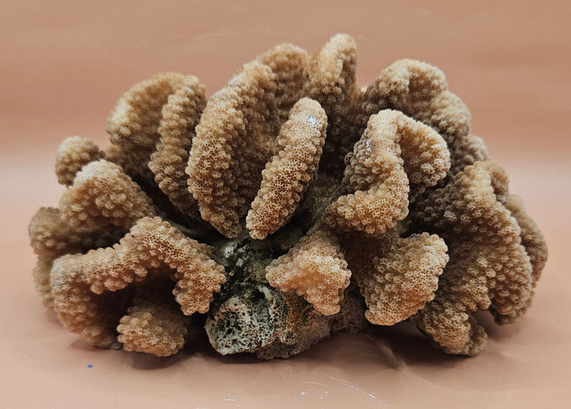 intage natural cluster coral specimen (Montipora digitata) in shades of brown and cream, 8x6x4 inches – perfect for coastal or marine-inspired home decor