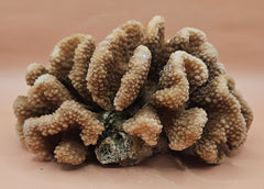 intage natural cluster coral specimen (Montipora digitata) in shades of brown and cream, 8x6x4 inches – perfect for coastal or marine-inspired home decor