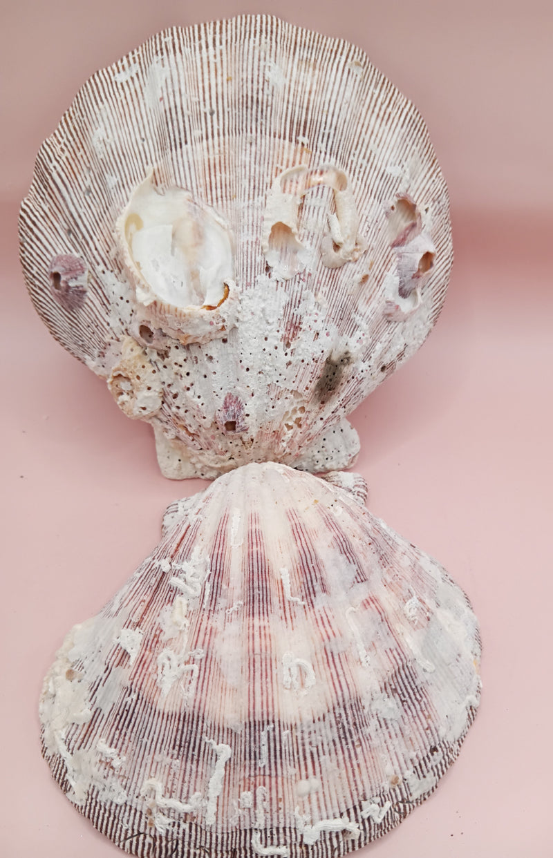 Natural Lion's Paw seashell pair measuring 5 by 5.1 inches with coastal texture and marine encrustations