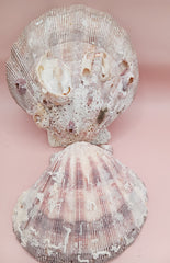 Natural Lion's Paw seashell pair measuring 5 by 5.1 inches with coastal texture and marine encrustations