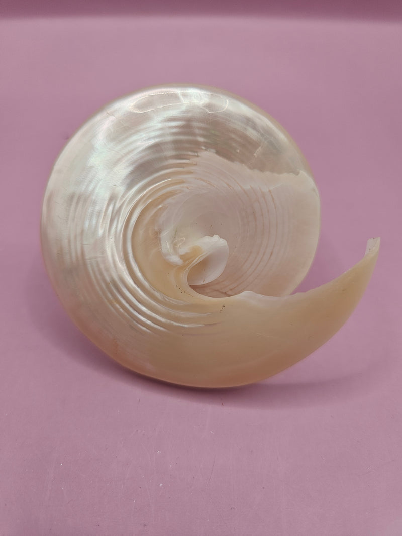 Pearl Trochus shell with spiral cut showing iridescent layers