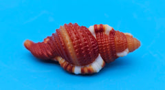  1.5-inch Red Breasted Triton shell in red-orange with white bands for coastal décor display
