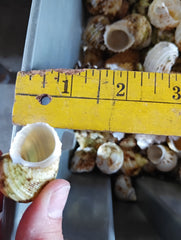 NEW Gold and Silver Mouth Turban Shells (Turbo Chrysostomus & Argyrostoma)