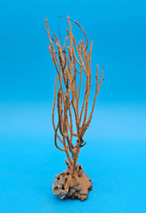 Vintage Gulf of Mexico sea whip coral specimen in natural orange, 9 inches tall with branching structure