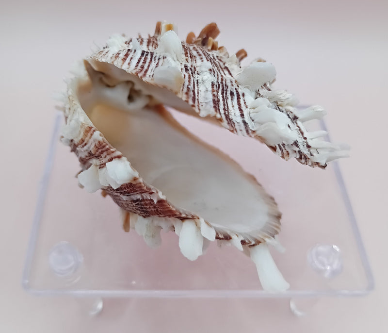 2.8" Hinged Spondylus shell with spiny ridges and cream-pink tones held in hand