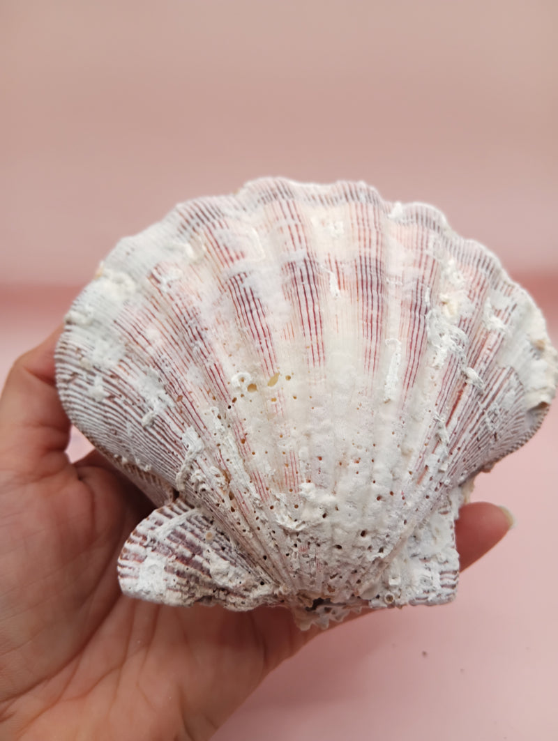 Natural Lion's Paw seashell pair measuring 5 by 5.1 inches with coastal texture and marine encrustations