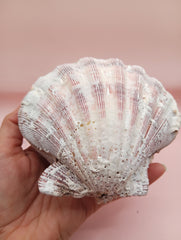 Natural Lion's Paw seashell pair measuring 5 by 5.1 inches with coastal texture and marine encrustations